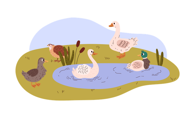 Canard et cygne nagent dans l'étang et marchent sur l'herbe  Illustration