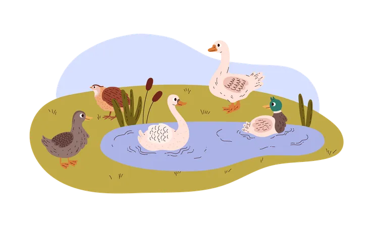 Canard et cygne nagent dans l'étang et marchent sur l'herbe  Illustration