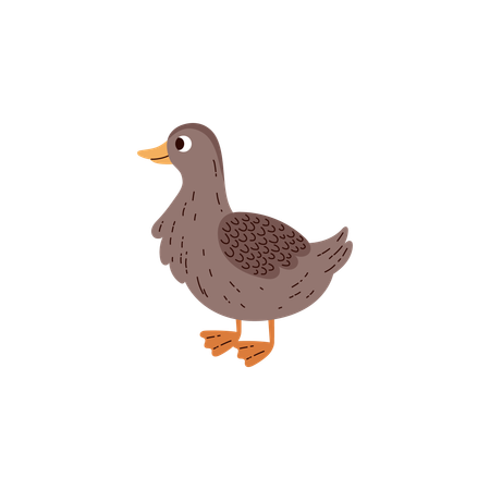 Canard oiseau sauvage domestiqué  Illustration