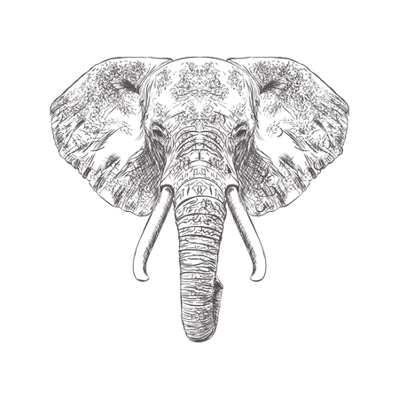 Vector Dibujado A Mano De La Cara De Elefante Ilustracion Ilustración
