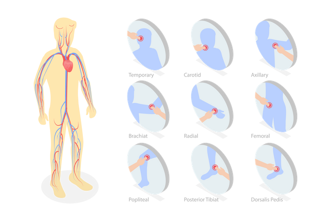 Cardiovascular System  Illustration