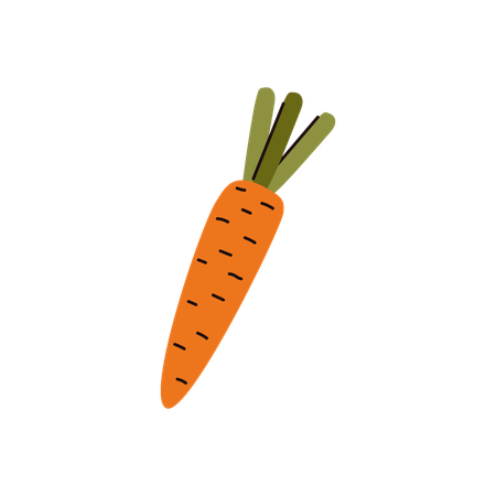 Carota  Illustration