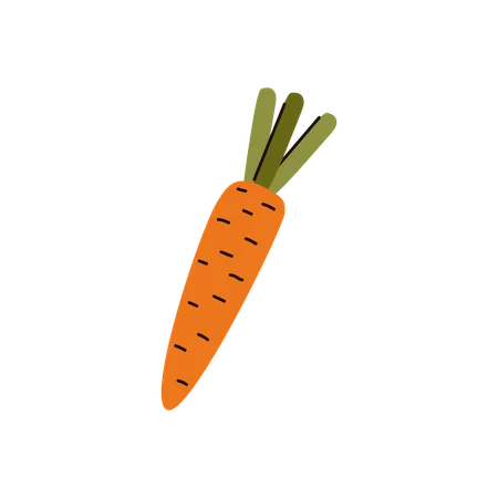 Carota  Illustration