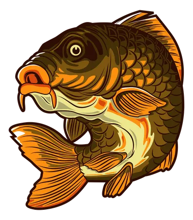 Carp Fish  Illustration