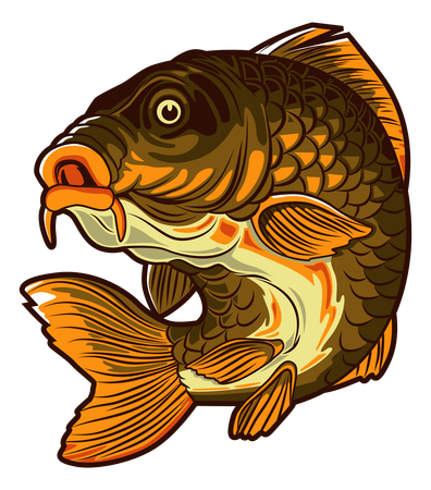 Poisson carpe  Illustration