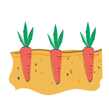 Carrot  Illustration