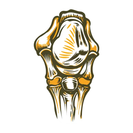 Cartilage Support  Illustration