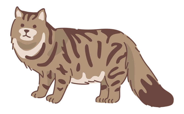 Cat  Illustration