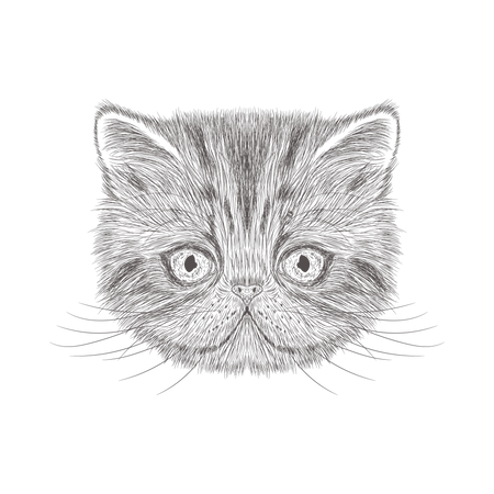 Cat  Illustration