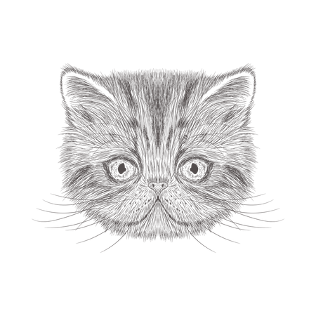 Cat  Illustration