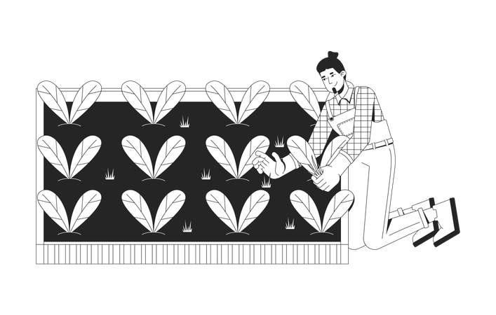 新鮮なほうれん草の葉を収穫する白人男性農家  イラスト