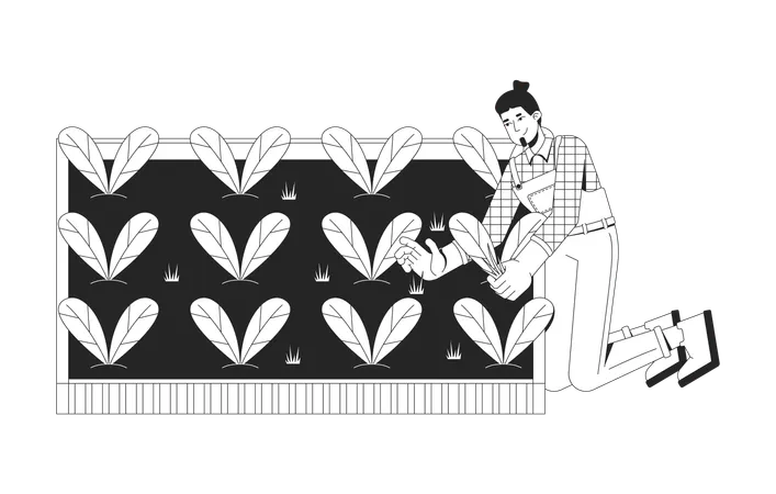 新鮮なほうれん草の葉を収穫する白人男性農家  イラスト