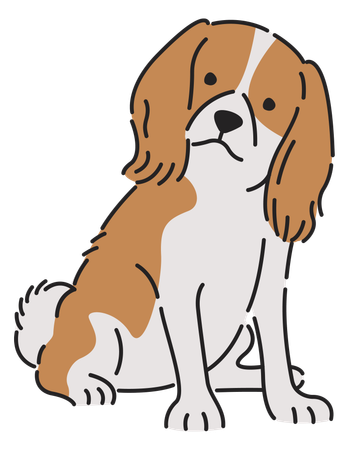 Cavalier spaniel dog  Illustration