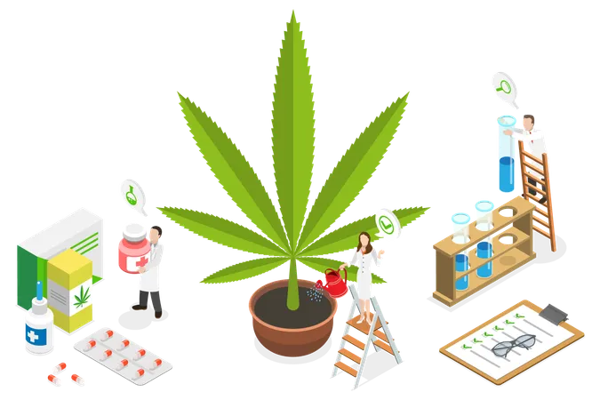 3 D Isometric Flat Vector Conceptual Illustration Of CBD Cultivation Marijuana Medical Use Illustration