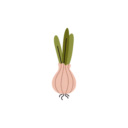 Cebola vegetal  Ilustração