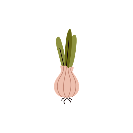 Cebolla vegetal  Ilustración