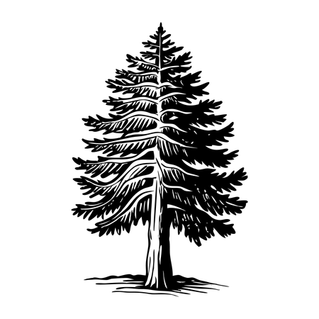 Cedar Tree  Illustration