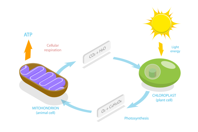 Cellular Respiration, Metabolic Chemical Energy ATP Cycle  イラスト
