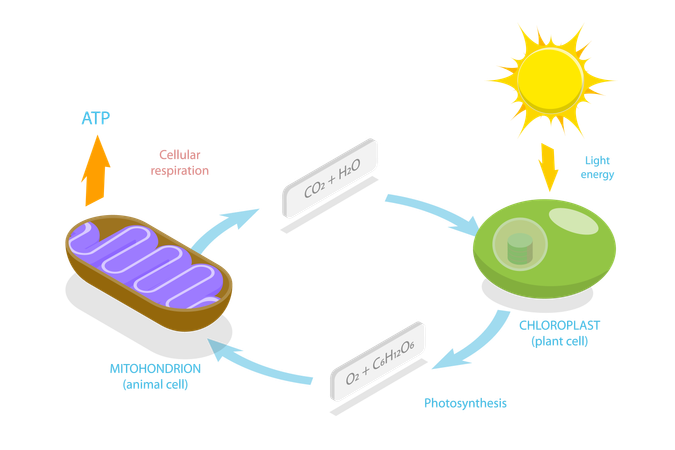 Cellular Respiration, Metabolic Chemical Energy ATP Cycle  Illustration