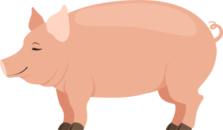 Cerdo  Ilustración