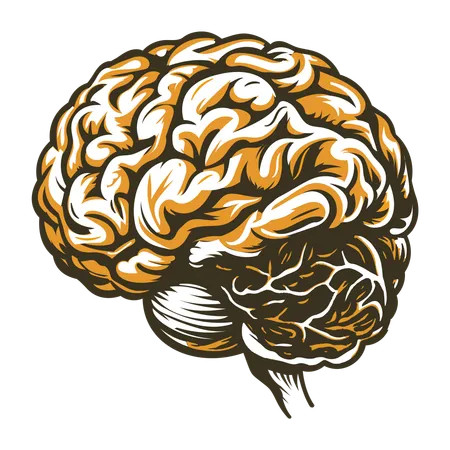 Cerebro  Ilustración