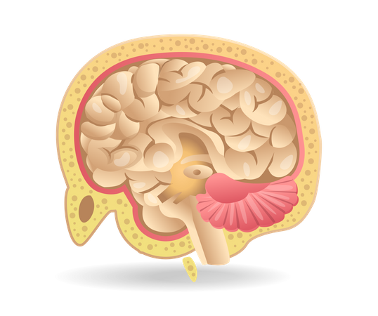 Cerebro  Ilustración