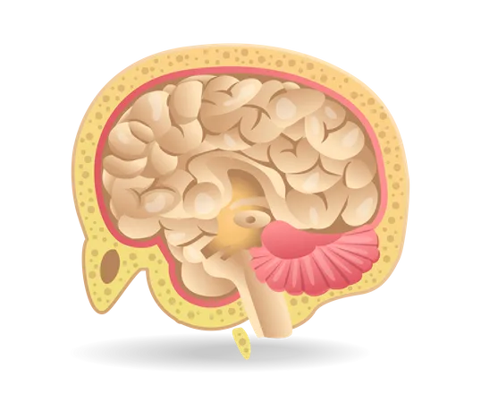 Cerebro  Ilustración