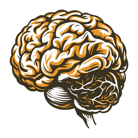 Cerebrum  Illustration