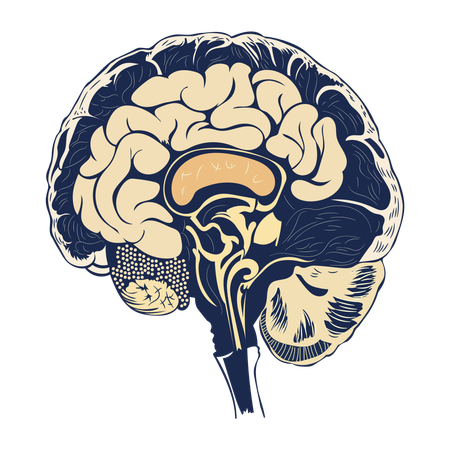 Cerebrum  Illustration