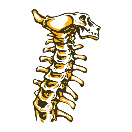 Cervical Vertebrae  Illustration