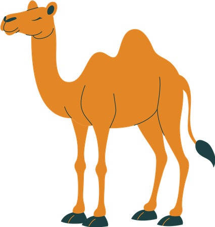 Chameau  Illustration