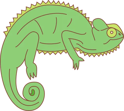 Chameleon  Illustration