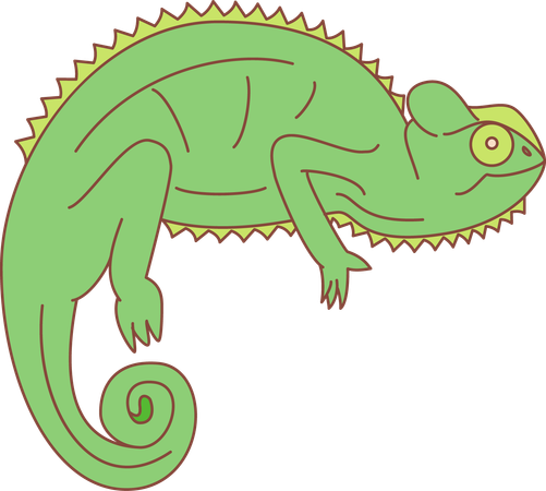 Chameleon  Illustration