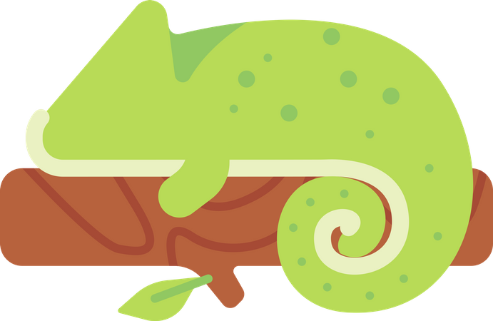 Chameleon  Illustration