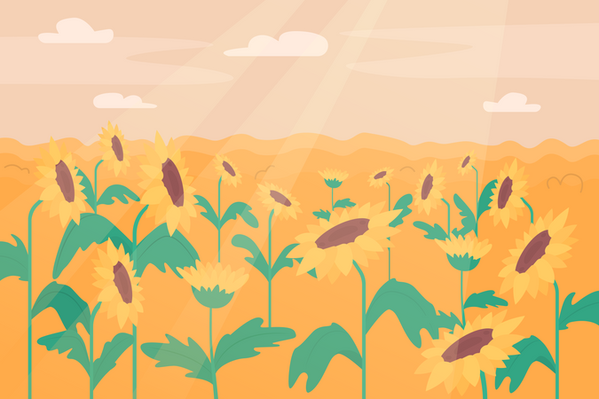 Champ de tournesol  Illustration