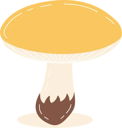 Champignon  Illustration