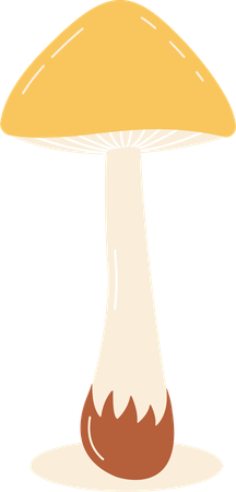 Champignon  Illustration