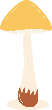 Champignon  Illustration