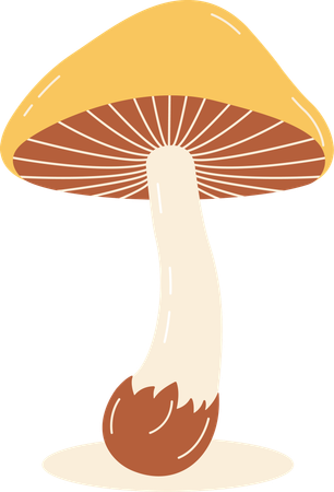 Champignon  Illustration