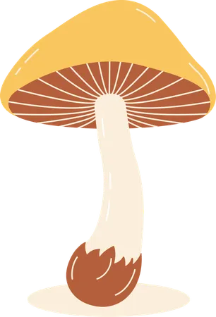 Champignon  Illustration