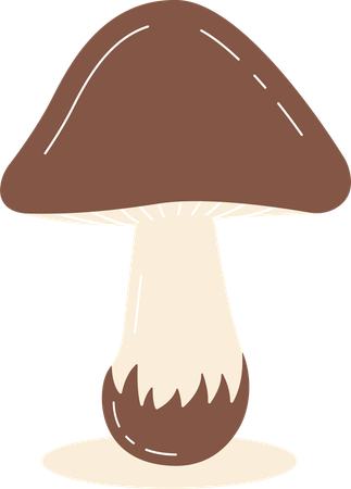 Champignon  Illustration