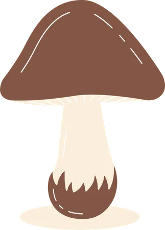 Champignon  Illustration