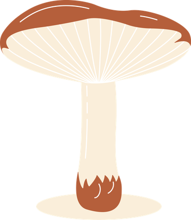 Champignon  Illustration