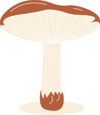 Champignon  Illustration