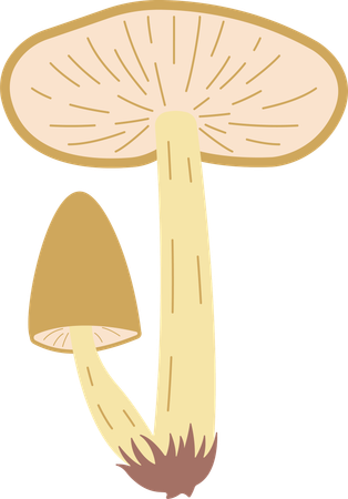 Champignon  Illustration