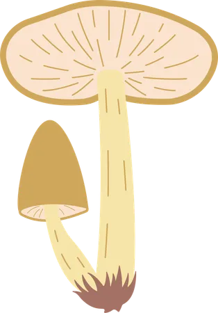 Champignon  Illustration