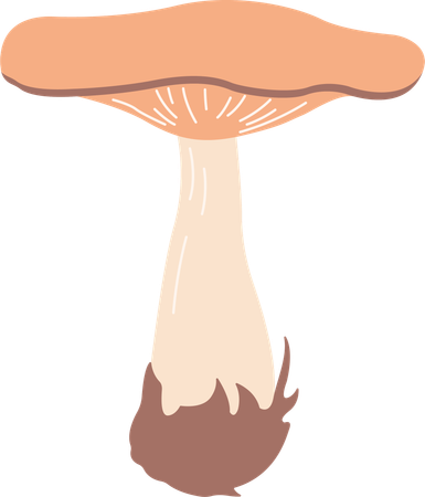 Champignon  Illustration