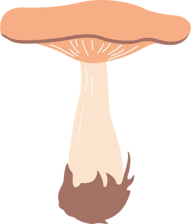 Champignon  Illustration