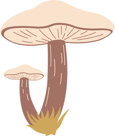 Champignon  Illustration