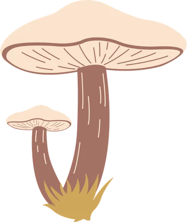 Champignon  Illustration